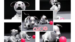 robot dog, aibo robot, aibo robot dog, robotic dog, aibo returns, aibo robotic dog, real dog, japan, artificial intelligence, technology, sony, tech news, aibo pics