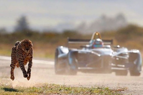 Formula E race car vs Cheetah: A close and unexpected finish!