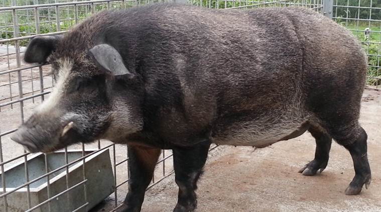 pig farming, china, pig farming sector pig farming, china, pig farming sector