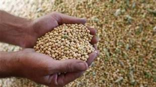 minimum support price, Maharashtra procures, soybean, soybean price, soybean market, soybean in Maharashtra, soybean minimum support price