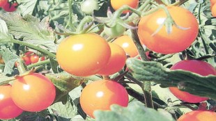 tomato fetish, tomato price, tomato prises, weigh heavy on wallet, Retail prices of tomatoes, Vegetable Growers Association of India, disease attack