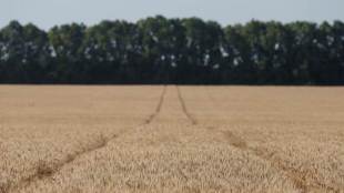 ukraine, wheat imports, wheat exports, india imports, india ukraine, india russia, wheat consumption