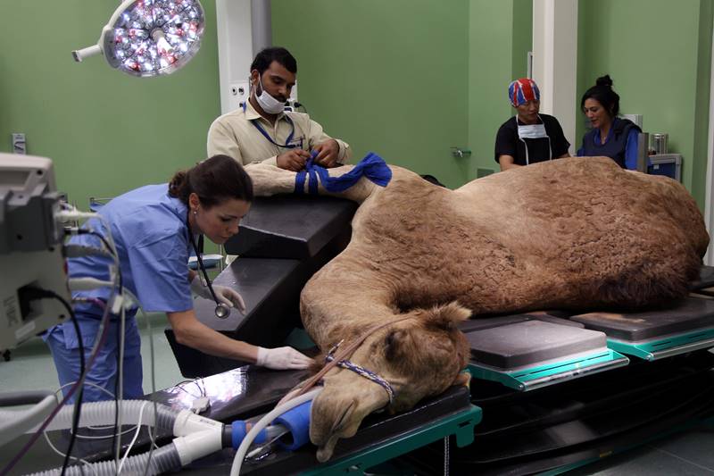 dubai, camel hospital, camel, camels, camels in dubai, dubai hospital, Dubai Camel Hospital, camel race, camel treatment, dubai camels