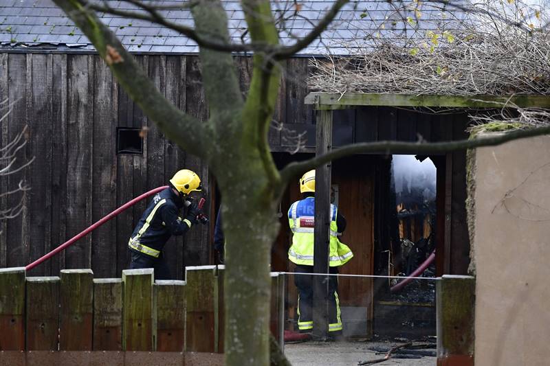 London zoo fire, London, London fire, zoo, aardvark, animals, zoo cafe, world news, london news, london zoo pics