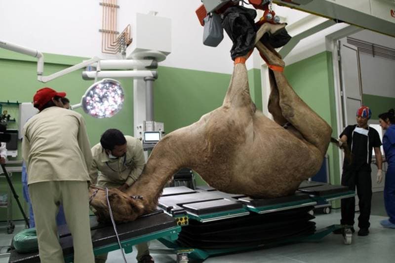 dubai, camel hospital, camel, camels, camels in dubai, dubai hospital, Dubai Camel Hospital, camel race, camel treatment, dubai camels