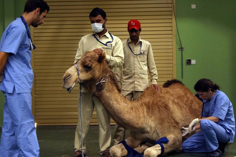 dubai, camel hospital, camel, camels, camels in dubai, dubai hospital, Dubai Camel Hospital, camel race, camel treatment, dubai camels