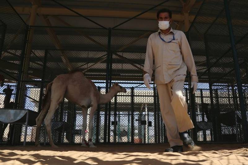 dubai, camel hospital, camel, camels, camels in dubai, dubai hospital, Dubai Camel Hospital, camel race, camel treatment, dubai camels