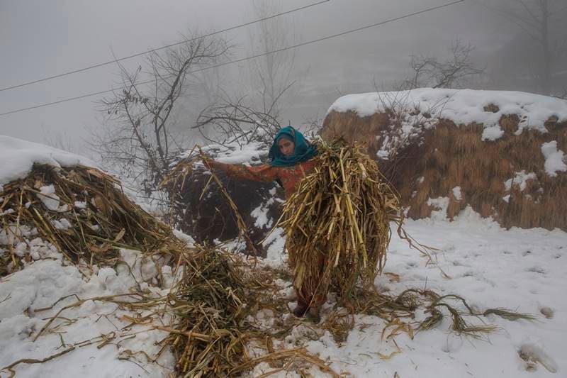 Snowfall in Kashmir, Kashmir Snowfall, Snowfall in srinagar, srinagar gets first snowfall, kashmir valley, snowfall, snow, heavy rain, first snowfall, jammu and kashmir, cold in kashmir, leh, winter season
