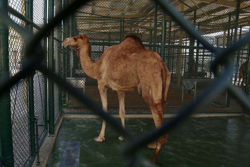 dubai, camel hospital, camel, camels, camels in dubai, dubai hospital, Dubai Camel Hospital, camel race, camel treatment, dubai camels
