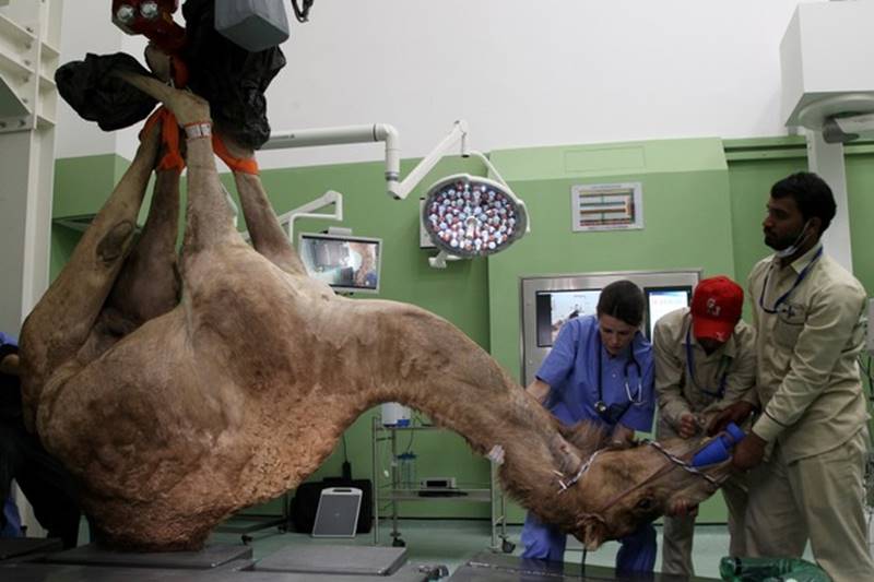 dubai, camel hospital, camel, camels, camels in dubai, dubai hospital, Dubai Camel Hospital, camel race, camel treatment, dubai camels