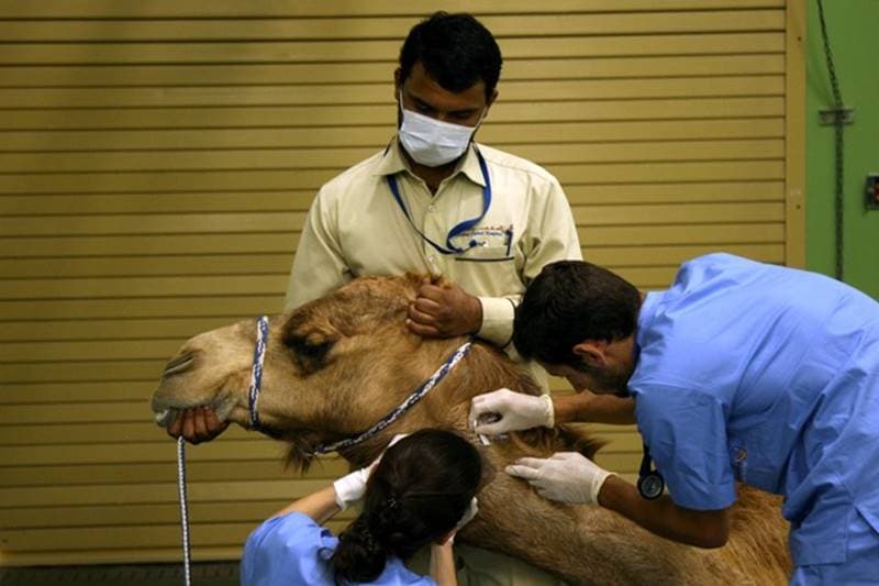 dubai, camel hospital, camel, camels, camels in dubai, dubai hospital, Dubai Camel Hospital, camel race, camel treatment, dubai camels
