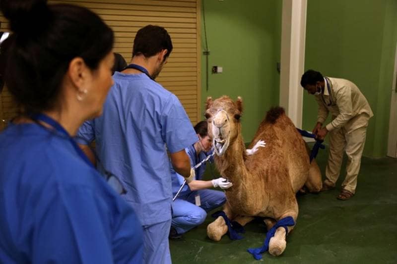 dubai, camel hospital, camel, camels, camels in dubai, dubai hospital, Dubai Camel Hospital, camel race, camel treatment, dubai camels