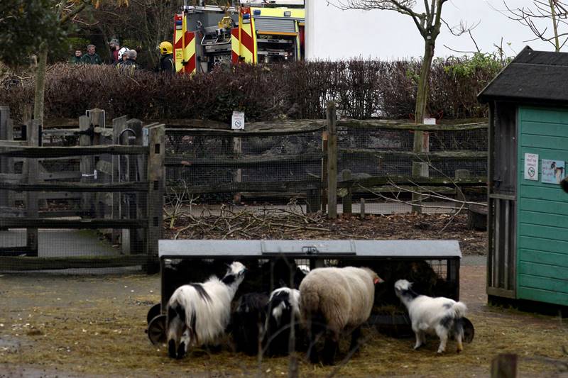London zoo fire, London, London fire, zoo, aardvark, animals, zoo cafe, world news, london news, london zoo pics