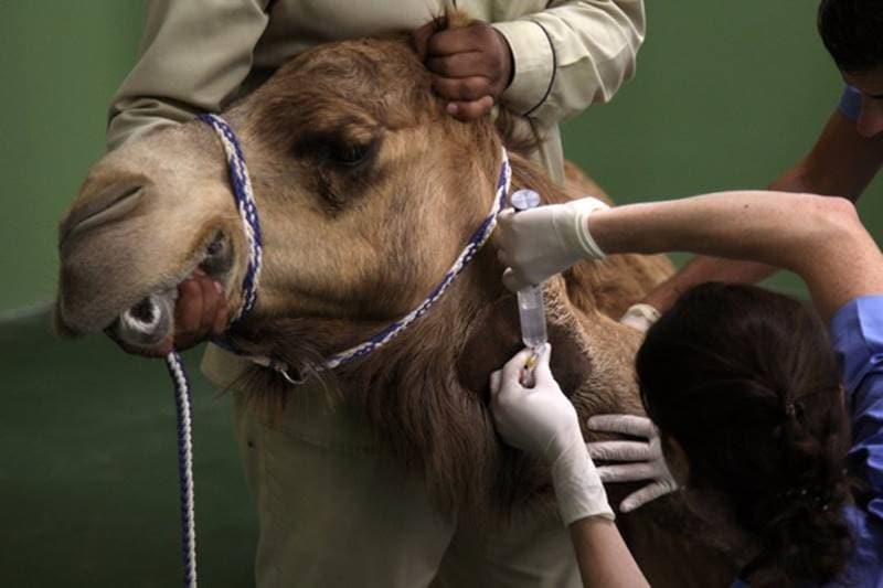 dubai, camel hospital, camel, camels, camels in dubai, dubai hospital, Dubai Camel Hospital, camel race, camel treatment, dubai camels
