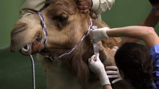 dubai, camel hospital, camel, camels, camels in dubai, dubai hospital, Dubai Camel Hospital, camel race, camel treatment, dubai camels