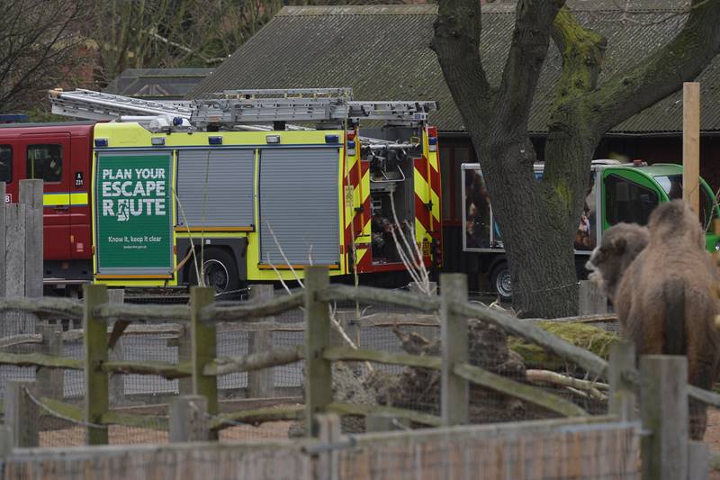London zoo fire, London, London fire, zoo, aardvark, animals, zoo cafe, world news, london news, london zoo pics