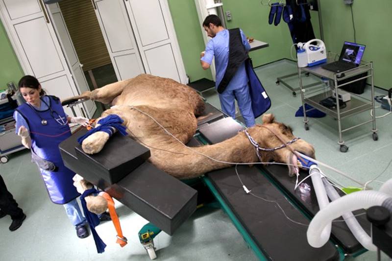 dubai, camel hospital, camel, camels, camels in dubai, dubai hospital, Dubai Camel Hospital, camel race, camel treatment, dubai camels