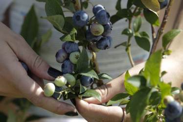 cervical cancer, cervical cancer causes, cervical cancer symptom, cervical cancer vaccine, cervical cancer treatment, cervical cancer blueberries, blueberries, eat blueberries if treating cervical cancer