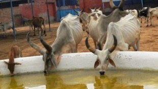 desi cow, desi cow promotion, desi cow products, promote entrepreneurs, desi cow manufacturing products, farmers income