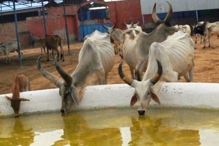 desi cow, desi cow promotion, desi cow products, promote entrepreneurs, desi cow manufacturing products, farmers income desi cow, desi cow promotion, desi cow products, promote entrepreneurs, desi cow manufacturing products, farmers income