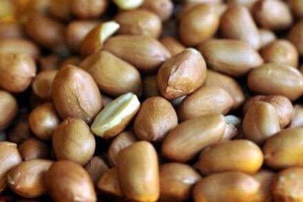 Gujarat, groundnut, groundnut storage capacity, storage crisis