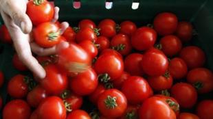 onion, tomato, onion price, tomato price, onion supply, tomato supply, retail price, retail market, vegetable market, tomato market, onion market