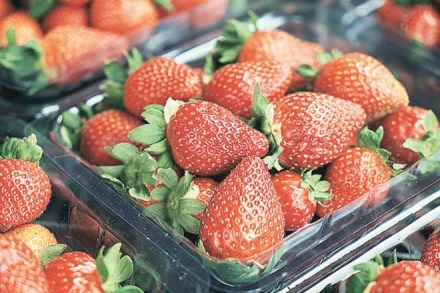 strawberry, Strawberry Growers Association of India, SGAI,  strawberry plantations 