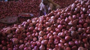 onion, onion price, dehydrated onions, onion powder, onuion price surge