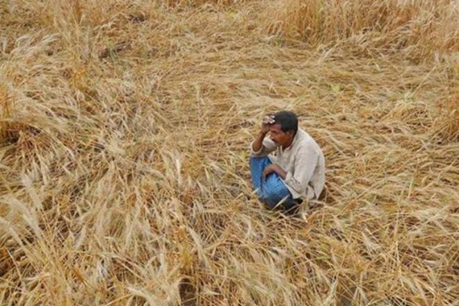 farmers suicide this year, farmers suicide in chhattisgarh, chhattisgarh farmers suicide, chhattisgarh farmers suicide toll, farmers death toll in chhattisgarh farmers suicide this year, farmers suicide in chhattisgarh, chhattisgarh farmers suicide, chhattisgarh farmers suicide toll, farmers death toll in chhattisgarh
