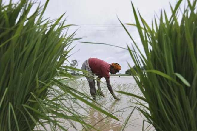 Japan International Cooperation Agency, JICA, irrigation systems rehabilitation, andhra pradesh irrigation system rahabilitation
