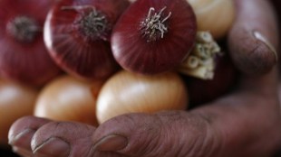 india imports, onion, onion prices, onion rates, Asia onion price, india onion prices, onion exports, commodities