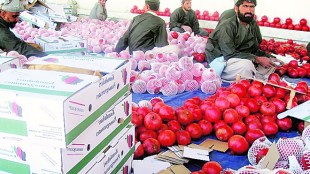 pomegranate, pomegranate export, pomegranate business, pomegranate Residue Monitoring Plan