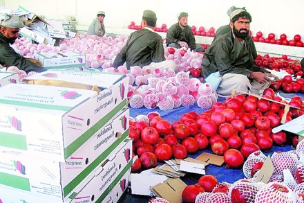pomegranate, pomegranate export, pomegranate business, pomegranate Residue Monitoring Plan