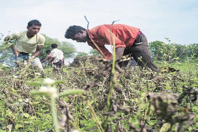 Maharashtra, Maharashtra FPCs, Latur market, NCDEX, Kerala, MahaFPC plans, NCDEX trade, Kerala, trade in soybean, Potali rates, soybean procurement