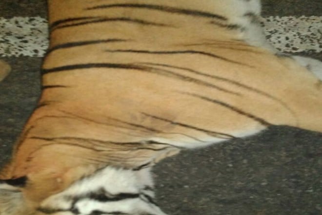 Tiger dead, tiger found dead in Maharashtra, tiger death due to accident Tiger dead, tiger found dead in Maharashtra, tiger death due to accident