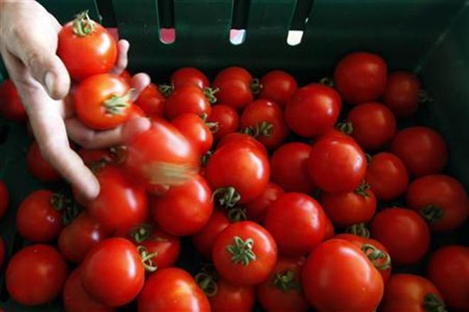 Tomato prices, Tomato, winter, Maharashtra 