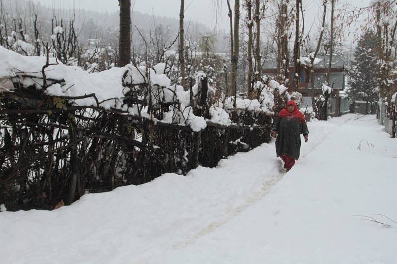 A woman walks covered with snow trees at Tangmarg in North Kashmir's Baramulla district. (Image: Indian Express Photo)