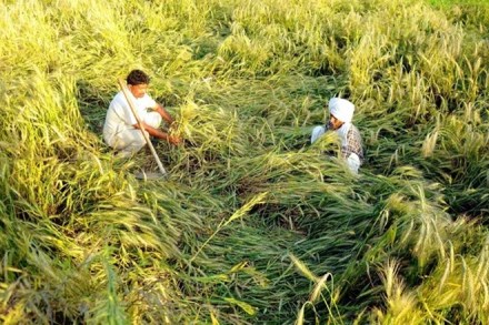 agriculture ministry, central statistics office, growth higher than central statistics office, rabi crop prospects, better rabi crop prospects, gross value added, agriculture ministry