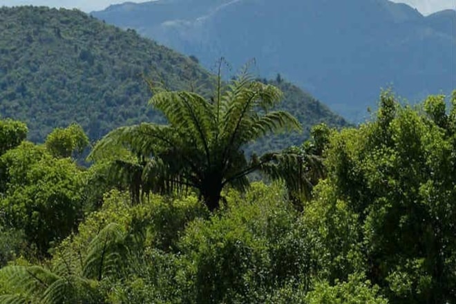 Feng Shui, Bamboo, Forests in India