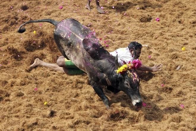 jallikattu, first ever jallikattu, municipal administration, bull taming, bull taming in tamil nadu, bull taming jallikattu jallikattu, first ever jallikattu, municipal administration, bull taming, bull taming in tamil nadu, bull taming jallikattu