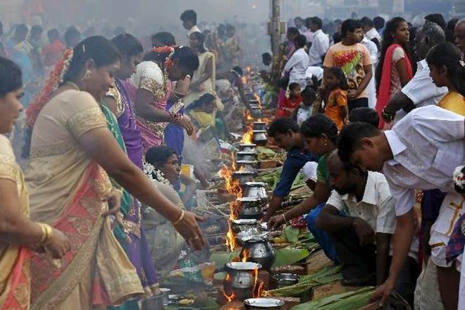 Pongal 2018,Pongal significance, Pongal history,Pongal celebration,Pongal vidhi, Pongal importance, why is Pongal celebrated, tamil nadu, makar sankranti, lohri