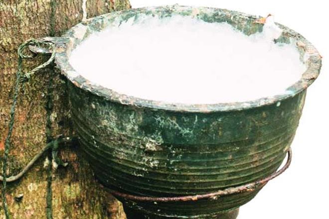 natural rubber price, natural rubber production in india, natural rubber export in india, natural rubber import in india