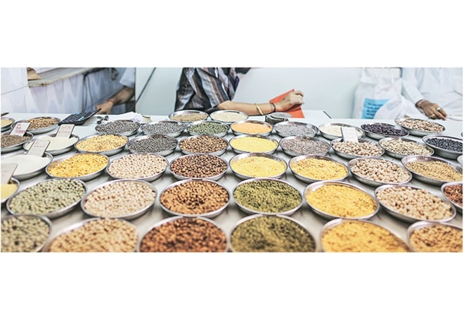 prices of pulses, pulses prices, market prices, minimum support price, MSP, arhar, import duty, kharif pulses, rabi pulses