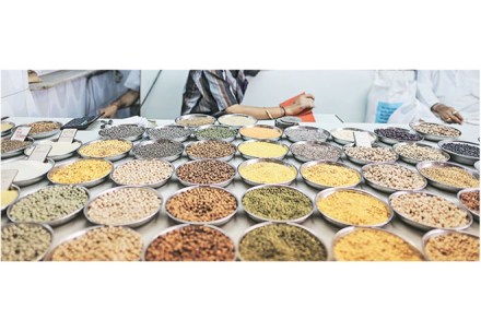 prices of pulses, pulses prices, market prices, minimum support price, MSP, arhar, import duty, kharif pulses, rabi pulses