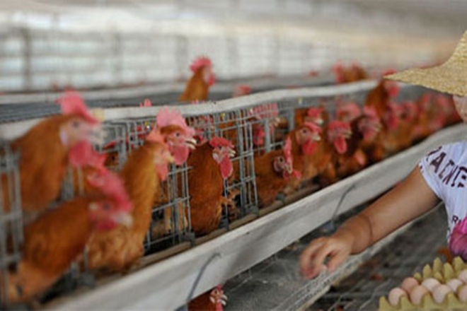 Cenre proposes new law to check cruelty on chickens 