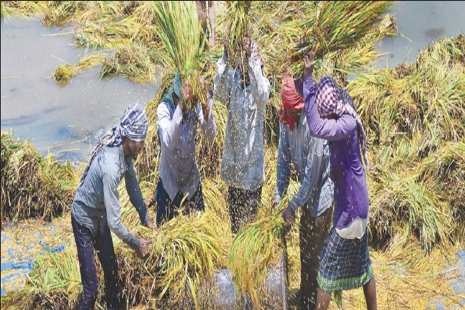 Rural wage, Rural wage growth, ministry of labour and employment, agricultural sector, NSSO,  non agricultural occupations, annual wage growth, horticulture sector