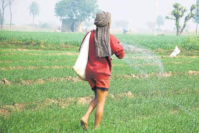 horticulture, horticulture production in india, india horticulture production, horticulture crops production in india