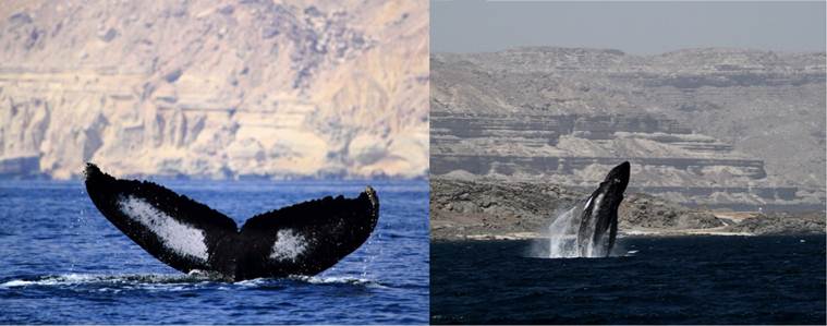 Luban swam over 1500 km reaching Kerala from Oman (Source: IE)