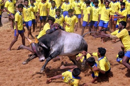 jallikattu, tamil nadu, jallikattu sport in tamil nadu, bull taming sport jallikattu, one die in jallikattu event, madurai in tamil nadu