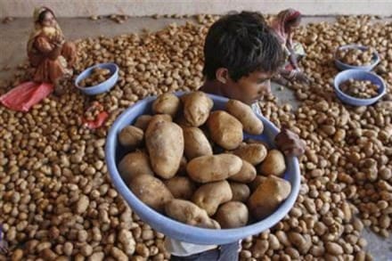 UP potato farmers are having a tough time selling their produce 